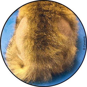 Alopécie ou perte des poils du chat