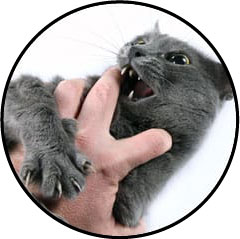 Chat agressif qui mord