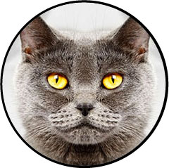Mon chat est malheureux en appartement, chat heureux