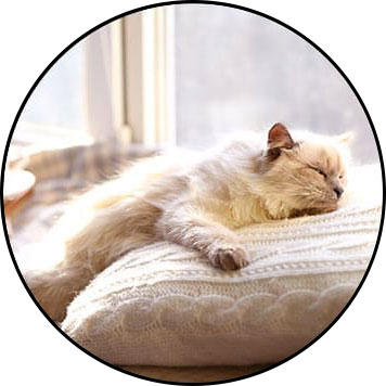 Comment avoir un chat heureux en appartement
