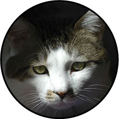 Mon chat est malheureux en appartement de 20m2