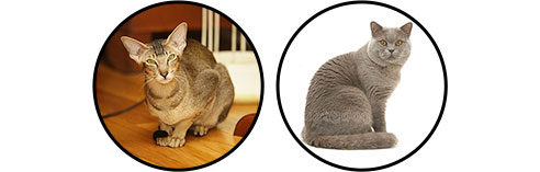 Races de chat pour appartement