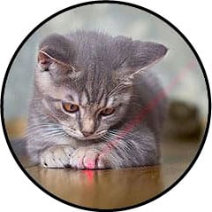 Jouet stylo pointeur laser pour chat