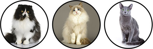 Races de chat pour appartement