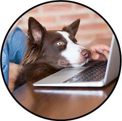 Livraison à domicile de repas frais fait maison Dogchef pour chien