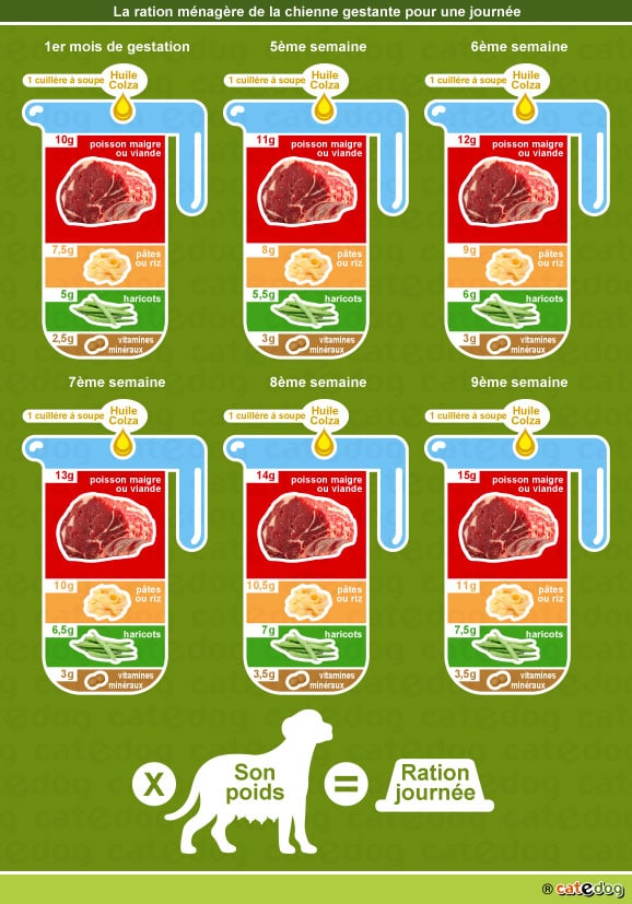 quantité de nourriture et ration ménagère de la chienne en gestation