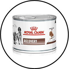 Alimentation du chien et du chat avec un cancer recovery