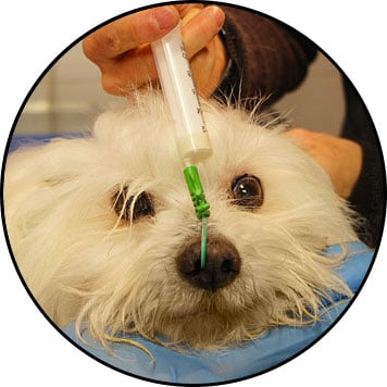 Alimentation du chien malade ou cancéreux par sonde