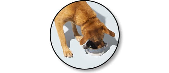 Avis vétérinaire et code promo pour Franklin Pet Food