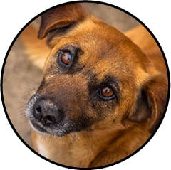 Espérance de vie d'un chien atteint d'une tumeur ou cancer