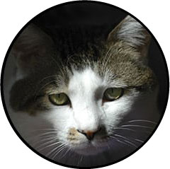 Espérance de vie d'un chat atteint d'une tumeur ou cancer