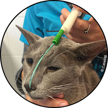Insuffisance rénale du chat et espérance de vie