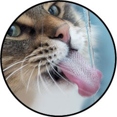 Insuffisance rénale du chat et espérance de vie
