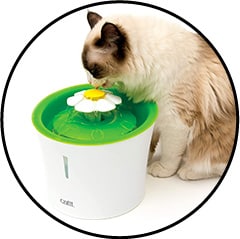 Fontaine à eau pour le chat
