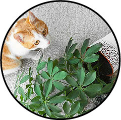 Mon chat fait pipi dans mes plantes