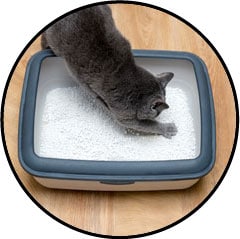 Conseils de litière pour le chat qui fait pipi partout