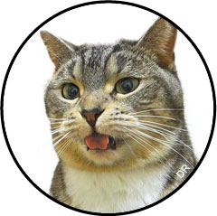 Comportement de flehmen du chat qui fait pipi partout