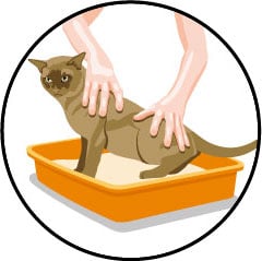 Mon chat fait pipi partout mais pas dans sa litière