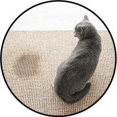 Mon chat fait pipi sur mon tapis