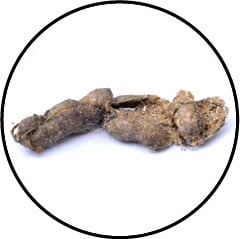 Occlusion intestinale du chat et boule de poils
