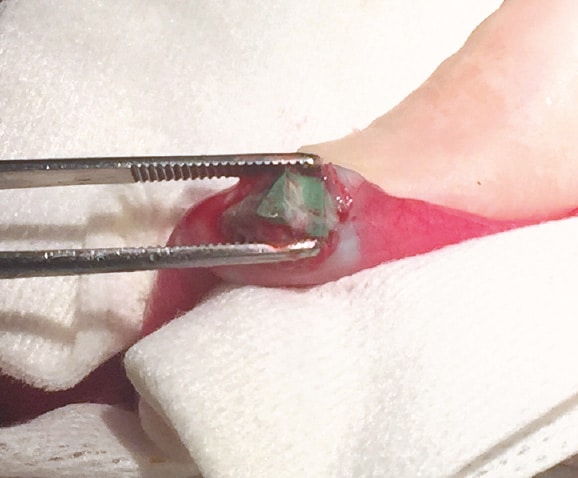 Traitement par chirurgie d'une occlusion intestinale du chat