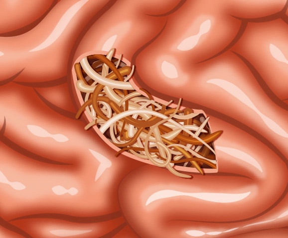Occlusion intestinale chez le chat et vers ascaris