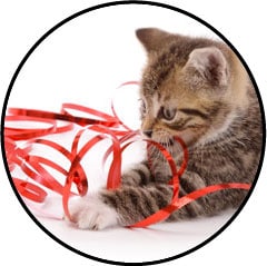 Occlusion intestinale du chat