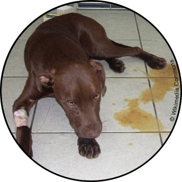 Parvovirose chez le chien