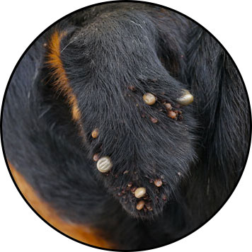 Tique du chien et traitement anti tique
