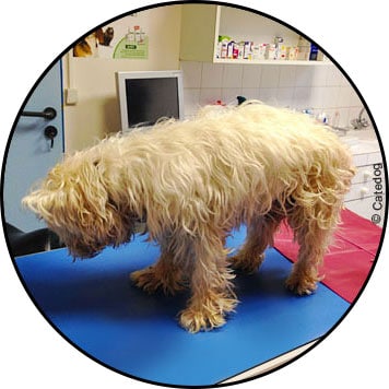 Tumeur au cerveau du chien et combien de temps peut vivre un chien avec une tumeur