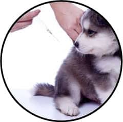 Vaccination et vaccin du chiot et du chien