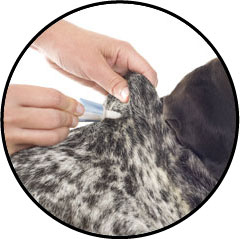 Vermifuger un chien avec un vermifuge