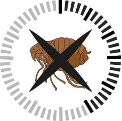 Combien de temps pour agir un produit anti-puce chat