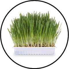 Herbe à chat