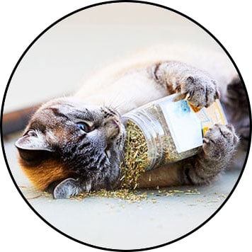 Herbe à chat cataire ou catnip séchée pour chat