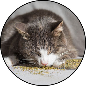 Herbe-aux-chats cataire ou catnip séchée pour chat