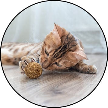Jouet balle en herbe aux chats cataire