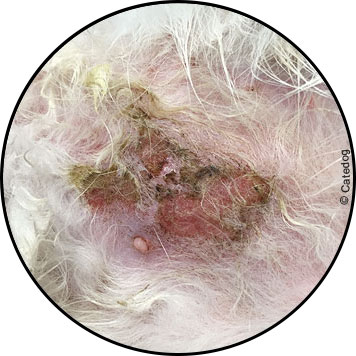 Dermatite par allergie aux piqures de puces chez le chat