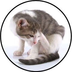 Traitement contre les puces du chat