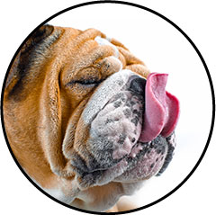 Alimentation pour chien senior fait maison