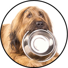 Alimentation pour chien adulte entier fait maison