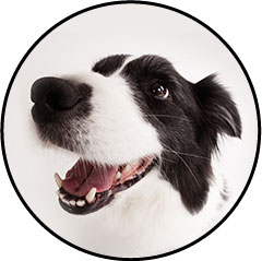 Alimentation pour chien sportif fait maison
