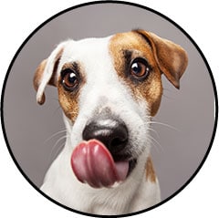 Alimentation pour chien adulte stérilisé fait maison