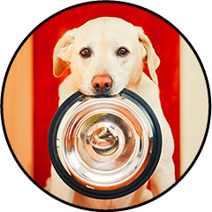 Alimentation pour chienne en gestation fait maison