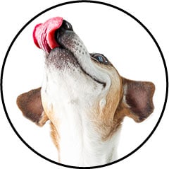 Alimentation pour chienne en lactation fait maison