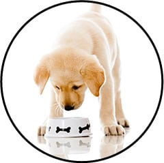 Alimentation du chiot fait maison