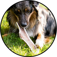 Bois de cerf pour chien