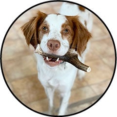 Bois de cerf pour chien
