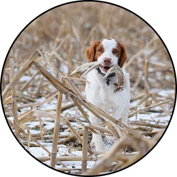 Bois de cerf pour chien