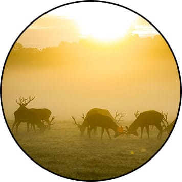 Bois de cerf chien
